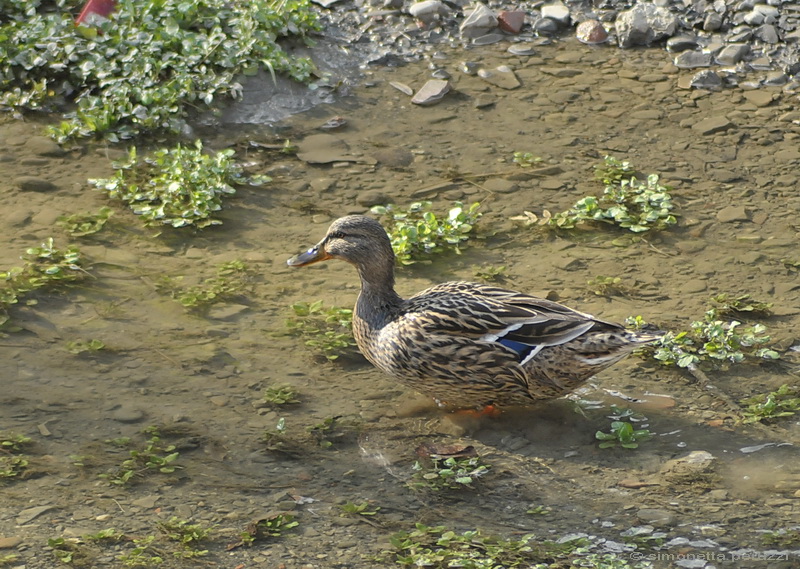 Anas platyrhynchos - Germano reale